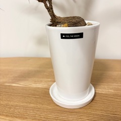 タコの木　観葉植物　フィールザグリーン　植物の画像