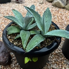 アガベ　アメリカーナジャンクションの画像