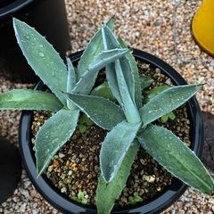 アガベ　アメリカーナジャンクションの画像