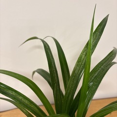タコの木　観葉植物　フィールザグリーン　植物の画像