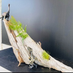 流木NO19の画像