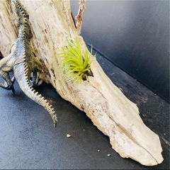 流木NO19の画像
