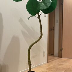 【無料】ニトリ、人工観葉植物、高さ140cmの画像