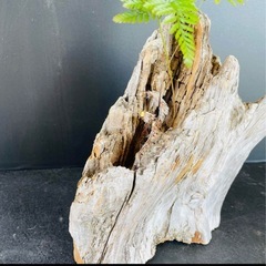 流木NO21の画像