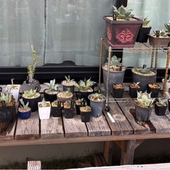 【子株200円から】色んな種類のアガベやユッカあります。の画像