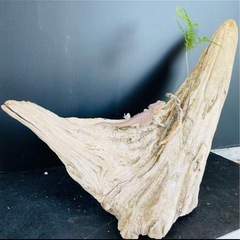 流木NO23の画像