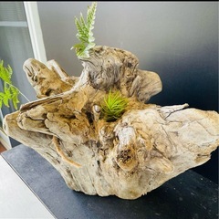 流木NO24の画像