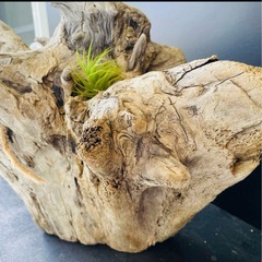 流木NO24の画像
