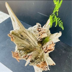 流木NO25の画像