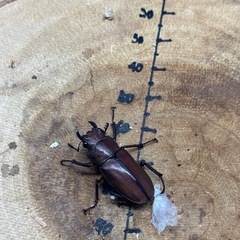 メタリフェルホソアカクワガタ 亜種サンギレンシス　♀2頭の画像