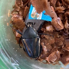 シロヘリミドリツノカナブン タンザニア産 ペアの画像