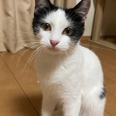 3匹それぞれ里親募集しています！