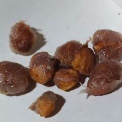 初心者OK! 今年分の収穫 Mangosteen マンゴスチンの種 余裕の3個!の画像