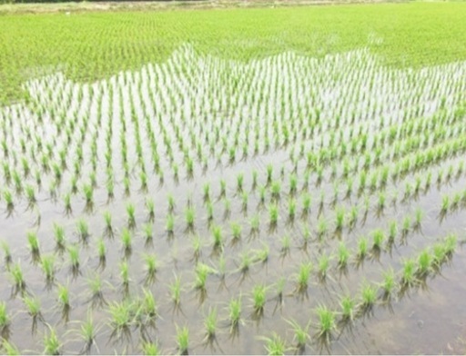 新米‼️令和7年収穫　きぬむすめ島根県産　低農薬自家製米