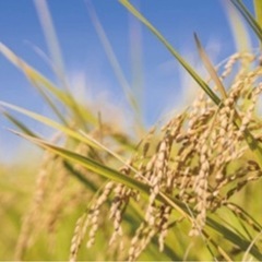 新米‼️令和7年収穫　きぬむすめ島根県産　低農薬自家製米の画像