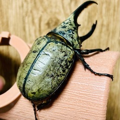 グラントシロカブト卵の画像