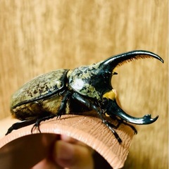 グラントシロカブト卵の画像