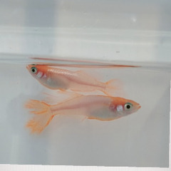 メダカ・水草・ミナミヌマエビ・メダカの餌の画像