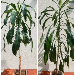 観葉植物まとめ売り(専用)の画像