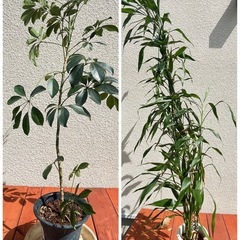 観葉植物まとめ売り(専用)の画像