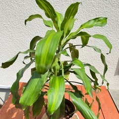 観葉植物まとめ売り(専用)の画像