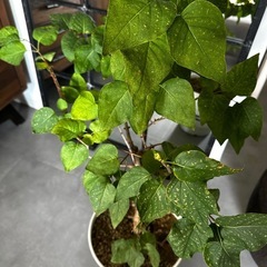 ライラック1m 苗木　庭木 花苗　の画像