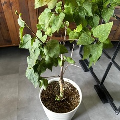 ライラック1m 苗木　庭木 花苗　の画像