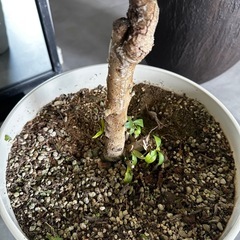 ライラック1m 苗木　庭木 花苗　の画像