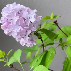ライラック1m 苗木　庭木 花苗　の画像