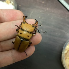 メンガタメリーの画像