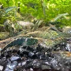 🐠ヌマエビ 全長±2〜3.5㎝ 1匹15円 ウィローモス付き【在庫300匹前後】No.07の画像