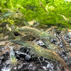 🐠ヌマエビ 全長±2〜3.5㎝ 1匹15円 ウィローモス付き【在庫300匹前後】No.07の画像