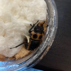 メンガタメリーの画像