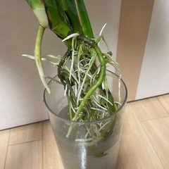 モンステラの画像