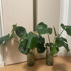 モンステラの画像