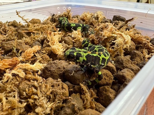 マダライモリ2022CB 　ペア