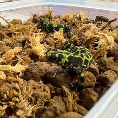 マダライモリ　繁殖可能個体　ペア✖️２の画像