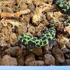 マダライモリ　繁殖可能個体　ペア✖️２の画像