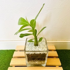 アデニウム　オベスム　観葉植物　多肉植物　ハイドロカルチャーの画像
