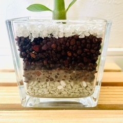 アデニウム　オベスム　観葉植物　多肉植物　ハイドロカルチャーの画像