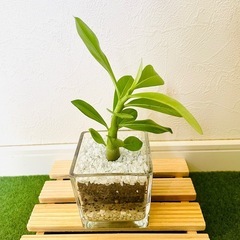 アデニウム　オベスム　観葉植物　多肉植物　ハイドロカルチャーの画像