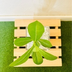 アデニウム　オベスム　観葉植物　多肉植物　ハイドロカルチャーの画像
