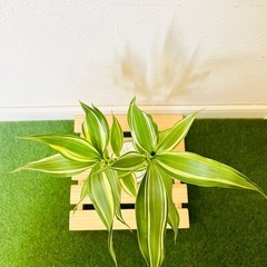 サンデリアーナ　ビクトリー　観葉植物　ハイドロカルチャーの画像