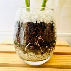 サンデリアーナ　ビクトリー　観葉植物　ハイドロカルチャーの画像