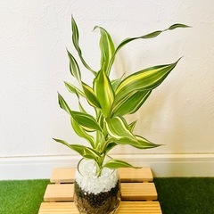 サンデリアーナ　ビクトリー　観葉植物　ハイドロカルチャーの画像