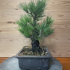 錦松　盆栽　黒松盆栽の画像