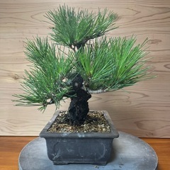 錦松　盆栽　黒松盆栽の画像