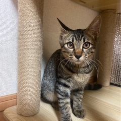 三匹それぞれ里親募集してます！