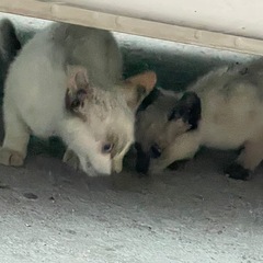 シャム仔猫