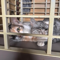 猫砂等譲ってください！